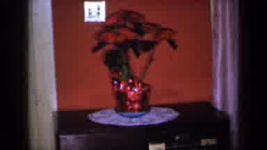 New York USA (1959): Red Plant On Table Against A Red Wall With Woman In Red Dress