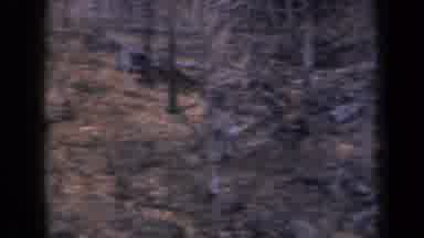 New York USA (1959): The Nature Was Fully Damage No Trees Due To No Rain