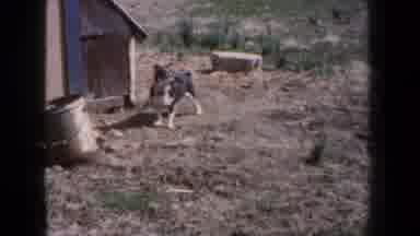 New York USA (1959): Small Dog Wags Tail By Wooden Dog House Then Camera Shows