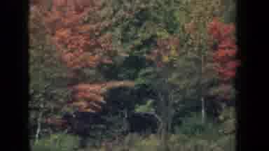 New York USA (1959): The Car On The Road With Ride Nearby Forest