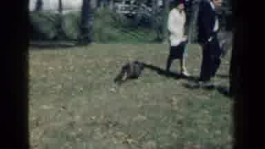 New York USA (1959): Poodle Dog Running In Circle Around Family Of Four And Little