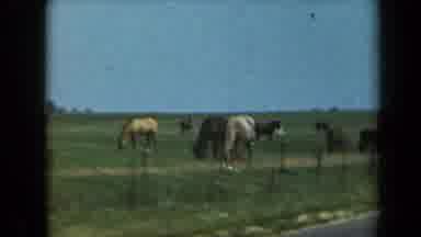 California USA (1969): Horses Eating In The Field