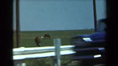 California USA (1969): The Horse And His Child Foal Drank The Milk For His Mother