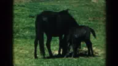California USA (1969): Horses Eating Grass In The Field