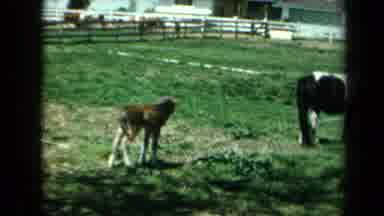 California USA (1969): A Baby Horse Walking Trying To Keep Up With Its Parents