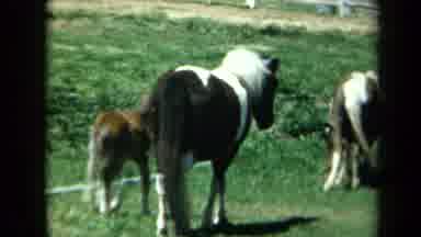 California USA (1969): Two Horses Strolling Along A Highway Watching Cars Drive