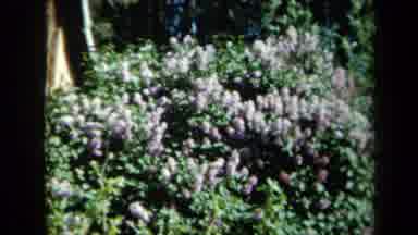 California USA (1969): Bushes Of Purple Lavender And Woman Smelling Yellow And Red