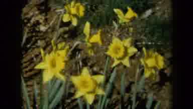 California USA (1969): Flowers Flowing Beautifully On A Sunny Day In The Valleys