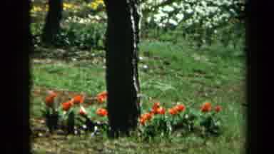 California USA (1969): People Admiring Beautiful Red Flowers Blowing In The Wind