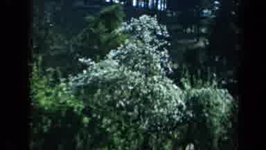 California USA (1969): Walk In A Beautiful Park With Green Trees All Around
