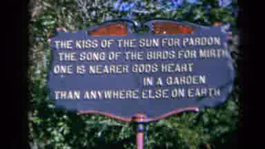 California USA (1969): Flowers Bask In The Sun On A Beautiful Spring Day