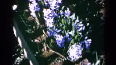California USA (1969): So Many Flowers Are Blossoms In The Flower Garden