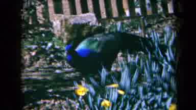California USA (1969): Peacock Bird Free Roaming In The Flower Garden