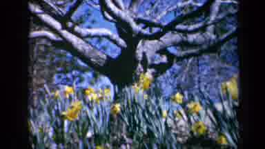 California USA (1969): Person Admiring The Daffodil Garden As They Dance In The