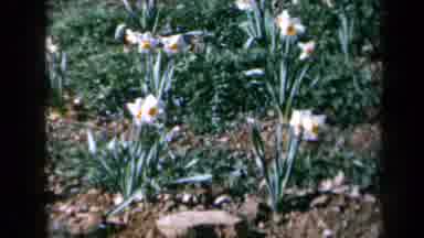 California USA (1969): Yellow And White Flowers Planted Close To One Another That