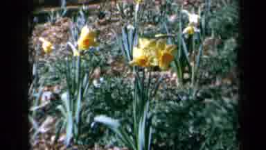 California USA (1969): A View Of Pretty Daffodil Flowers
