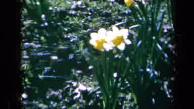 CALIFORNIA USA-1969: Bright Yellow Daffodils in Garden Close-Up