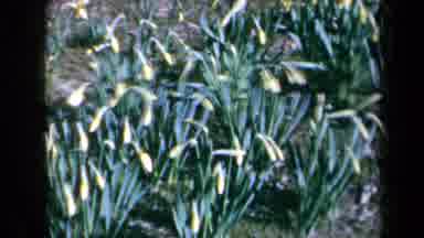 California USA (1969): Field Of Almost Blooming Yellow Flowers