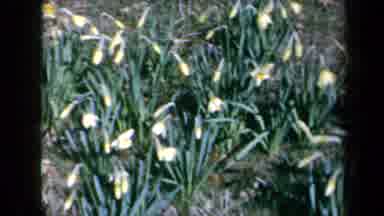 California USA (1969): Yellow Daffodils In Farm Looks Beautiful