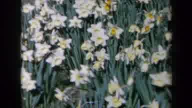 California USA (1969): Summer Daisies Blowing In The Wind