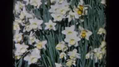 California USA (1969): White And Yellow Beautiful Flowers Blowing In The Wind And