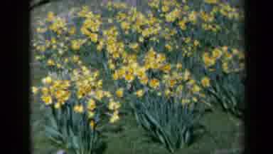 California USA (1969): A Lady Walking In A Wooded Area Full Of Pretty Yellow