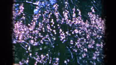 California USA (1969): Beautiful Pink Flowers On A Tree In Front Of A Green