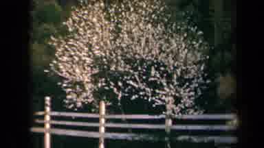 California USA (1969): Vintage Apple Blossom Trees Sighted Alongside Road At White