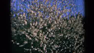 California USA (1969): Trees In Springtime