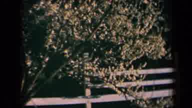 California USA (1969): Trees With Flowers And Without Flowers