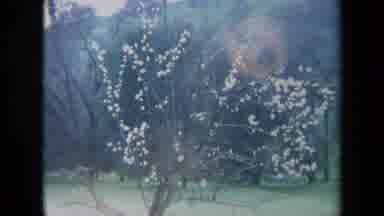 California USA-1969: The One Tree In The Field With White Flowers Around A