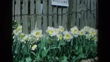 California USA (1969): Big White Flowers With Yellow Middles In Front Of Wooden