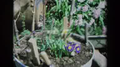 California USA (1969): Beautiful Spring Flowers Growing In A Small Container