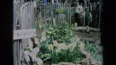 California USA (1969): A View Of A Flower Bed With White Flowers And Green Stems