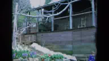 California USA (1969): People In The Garden With Beautiful Yellow Flowers