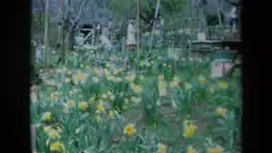 California USA (1969): So Many Flowers Are Blossoms In The Flower Garden It