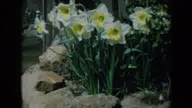 California USA (1969): People Strolling Through A Garden Of Abundant Daffodils