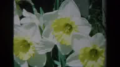 California USA (1969): Beautiful Zoom In And Out View Of White And Yellow Flowers