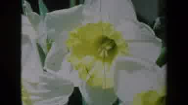 California USA (1969): Beautiful Flowers Dancing In The Breeze On A Wonderful