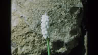 California USA (1969): A White Topped Flower With A Green Stem In Front Of A Rock