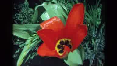 California USA (1969): Beautiful Flower Bed With Red Lordly Tulips Among Other