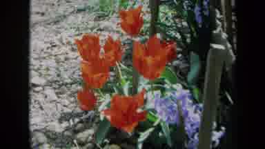 California USA (1969): Orange Tulips Open With Camera Zoom In To A Single Flower