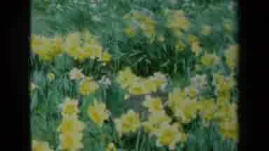 California USA (1969): Peacock Frolicking In A Yellow Daffodil Field Observing Its