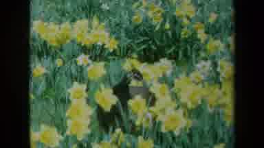 California USA (1969): Peacock Frolicking In A Yellow Daffodil Field Observing Its