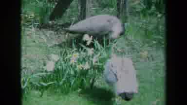 California USA (1969): Two Peacocks In Fenced Area With Grass And Flowers Roaming
