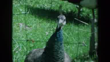 California USA (1969): An Alert Peacock Bird Looking Around