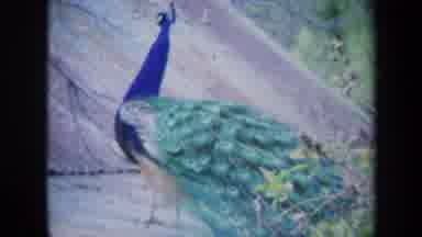 California USA (1969): Peacock Bird Free Roaming Grounds With Blue Neck And Green