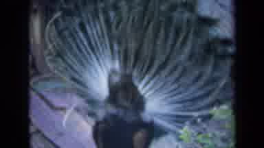 California USA (1969): Gorgeous Peacock Displaying Its Beautiful Colorful Feathers
