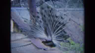 California USA (1969): Peacock Walking Around A Place With Metal In The Back