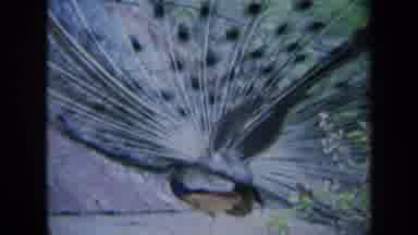 California USA (1969): Beautiful Peacock Displaying Stunning Full Plumage As It